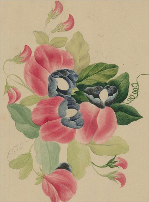 Late 19th Century Watercolour - Sweet Peas