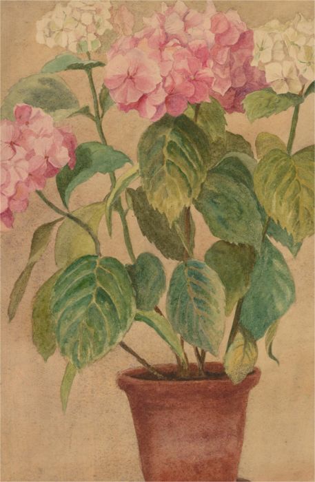 Mid 20th Century Watercolour - Terracotta Vase and Hydrangeas