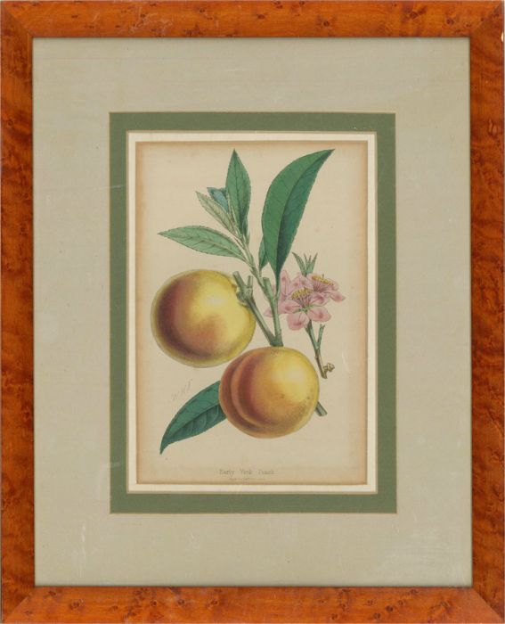 After Walter Hood Fitch - Late 19th Century Lithograph, Early York Peach