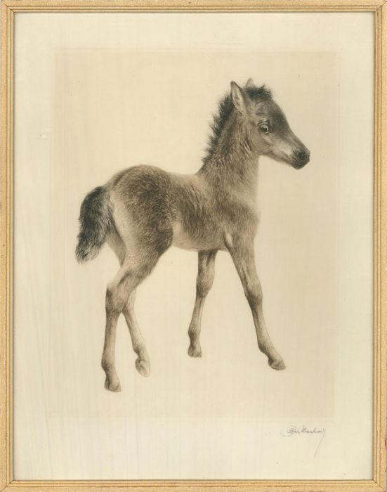 After K. Meyer-Eberhardt  - 20th Century Etching, Shetland Foal