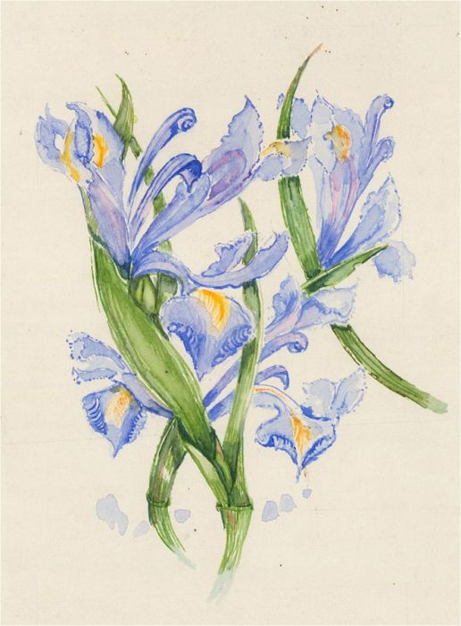 Contemporary Watercolour - Iris Flowers