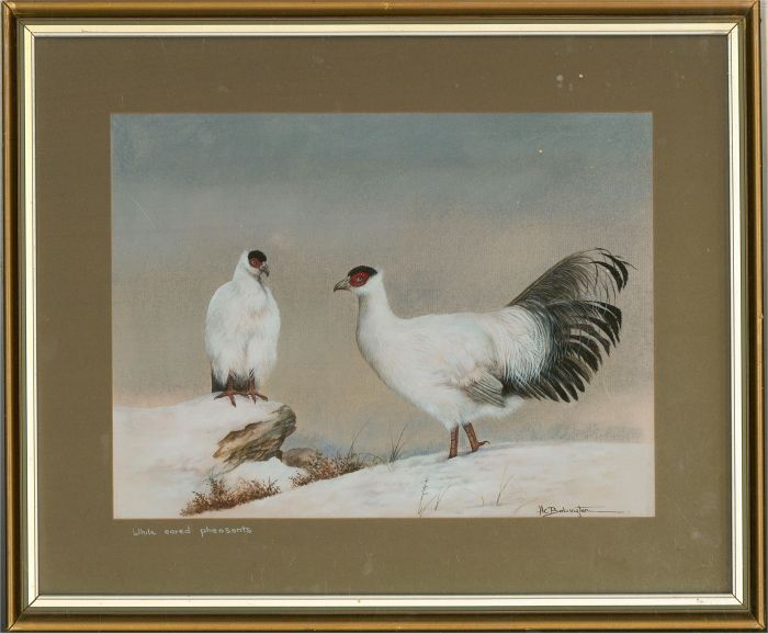 H. C. Babington  - Contemporary Watercolour, White Eared Pheasants