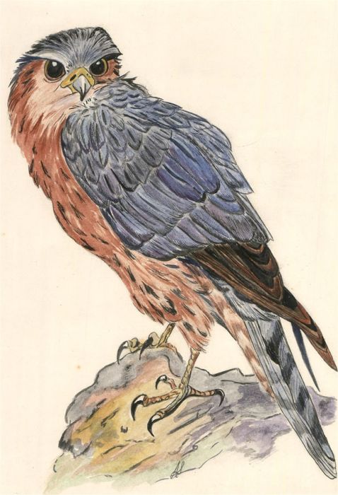 Mid 20th Century Watercolour - Bird of Prey