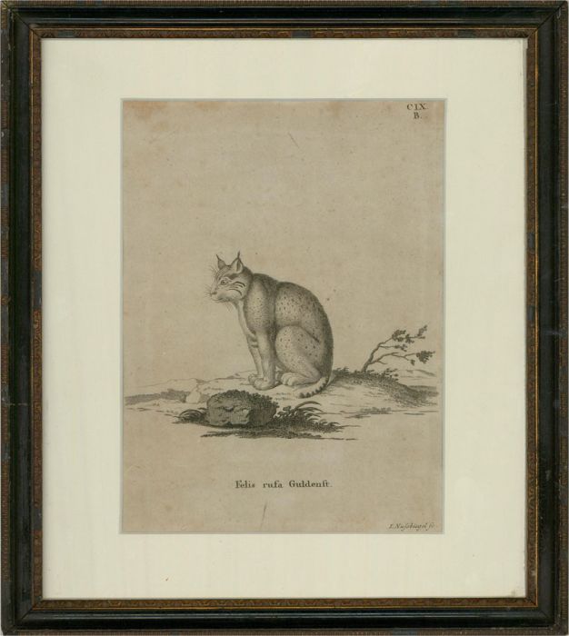 Johann Nussbiegel (1750-1829) - 18th Century Engraving, Bobcat