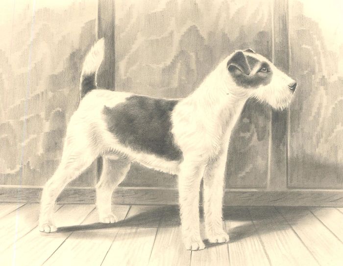 Herbert Wynn Hellings (1873-1948) - Graphite Drawing, Wire Fox Terrier