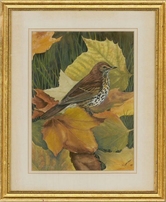 Timothy Greenwood - 20th Century Watercolour, A Sparrow