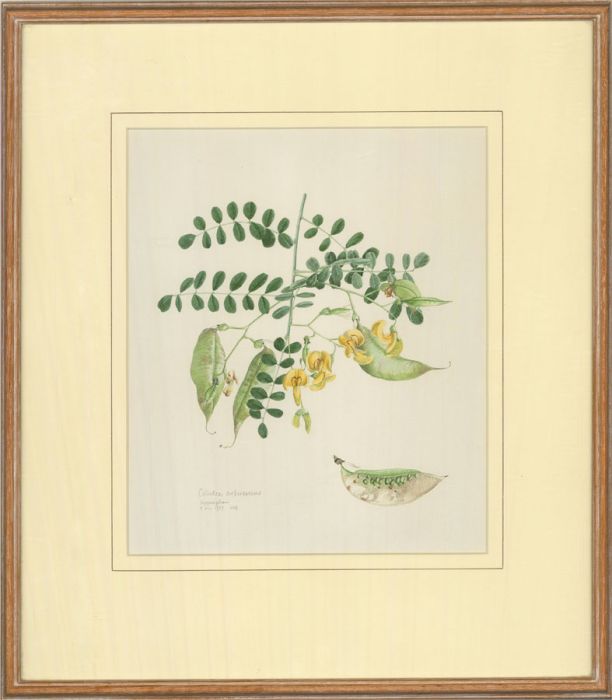 A. P. B.  - 1983 Watercolour, Colutea Arborescens