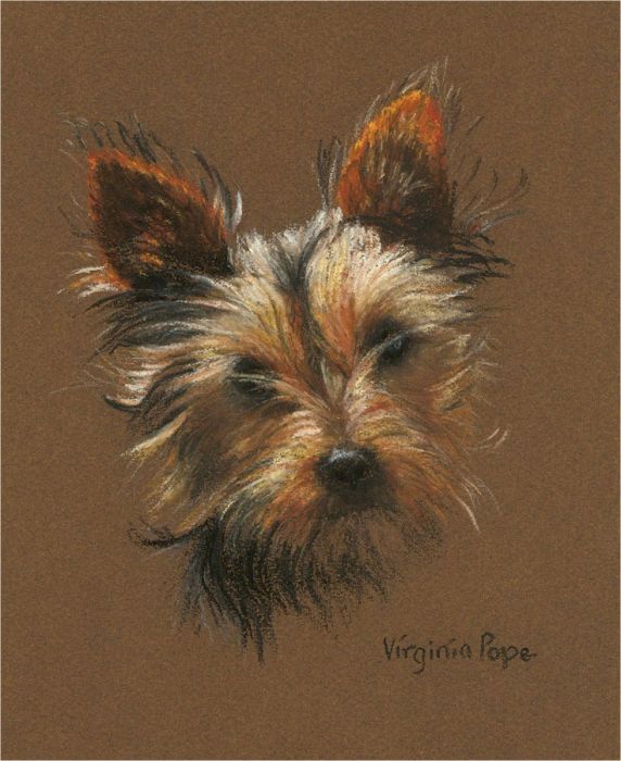 Virginia Pope - Signed Mid 20th Century Oil, The Little Yorkshire Terrier