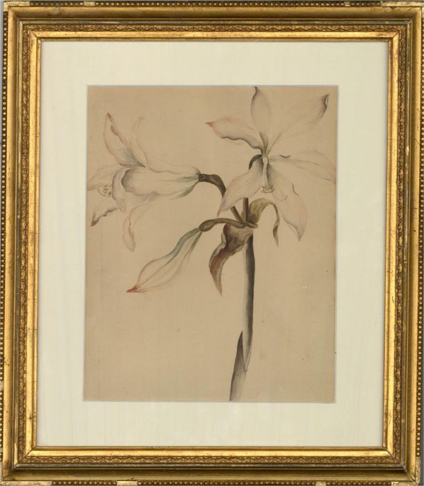 Framed Early 20th Century Watercolour - White Lily