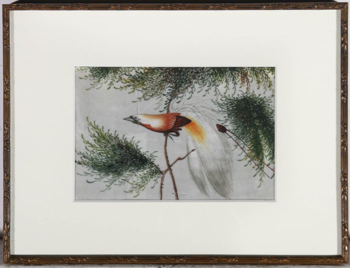 Late 19th Century Watercolour - Lesser Bird Of Paradise