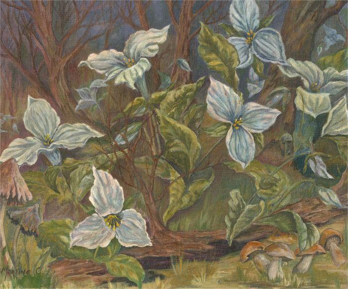Martine C. Collings - 20th Century Oil, The Forest Floor
