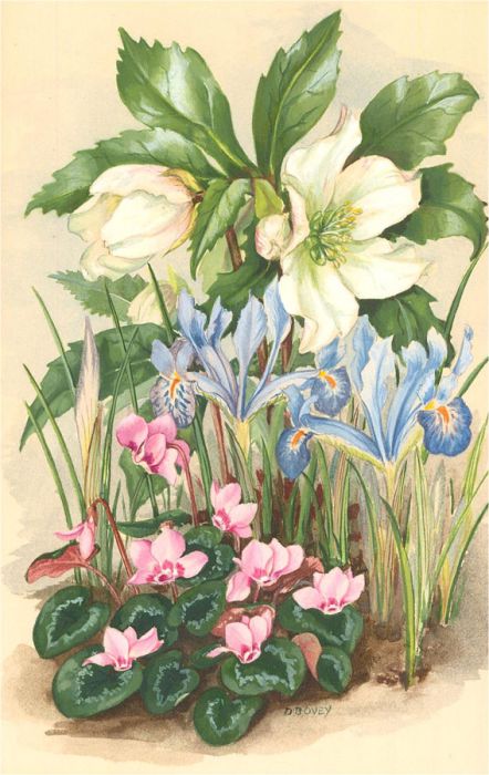D. Bovey - Signed Contemporary Watercolour, wildflowers