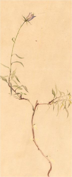 Late 19th Century Watercolour - Study of a Flower