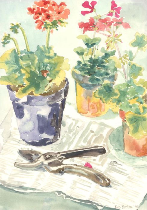 Ros Morley - 1995 Watercolour, Pruning The Geraniums