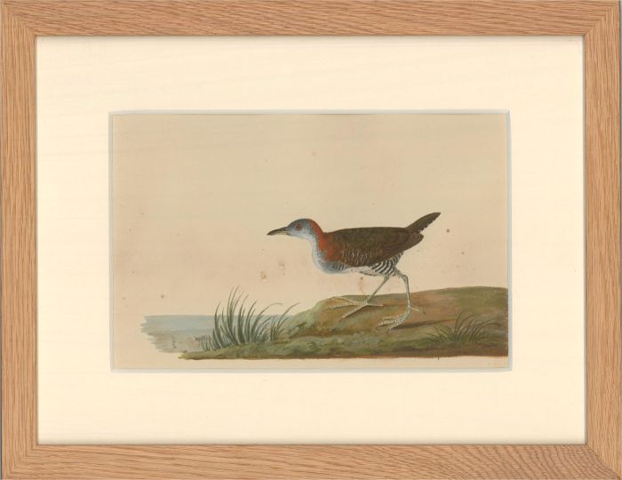 19th Century Watercolour - Wading Bird