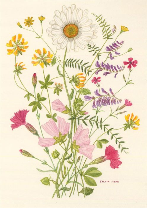 Sylvia Hyde - 20th Century Watercolour, Four Wild Flower Studies