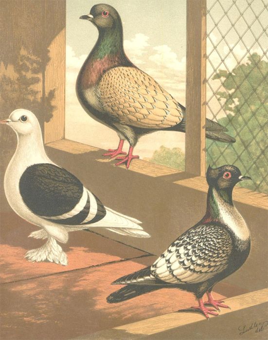 Cassell, Petter, & Galpin - Late 19th Century Lithograph, Cassel's Pigeons II