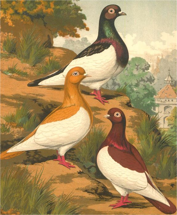 Cassell, Petter, & Galpin - Late 19th Century Lithograph, Cassel's Pigeons III