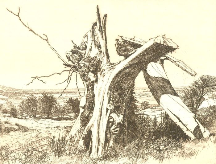 Harold Sayer RE RWA (1913-1993) - 1986 Etching, Old Jolly's Wych Elm