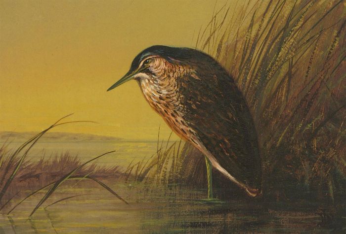 JD - 1908 Watercolour, The Bittern