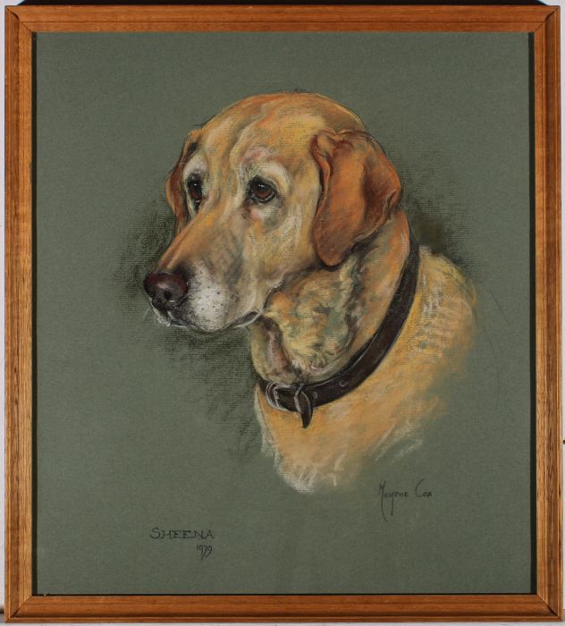 Marjorie Cox (1915-2003) - Framed 1979 Pastel, Sheena the Golden Lab