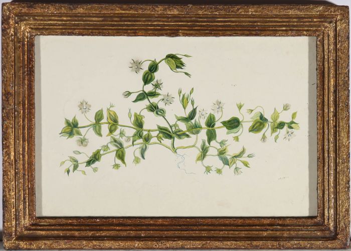 Framed Mid 20th Century Watercolour - ChickWeed