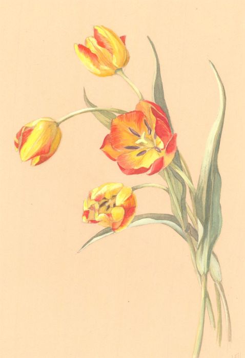 Helen Haynes - Mid 20th Century Watercolour, Study of a Tulip