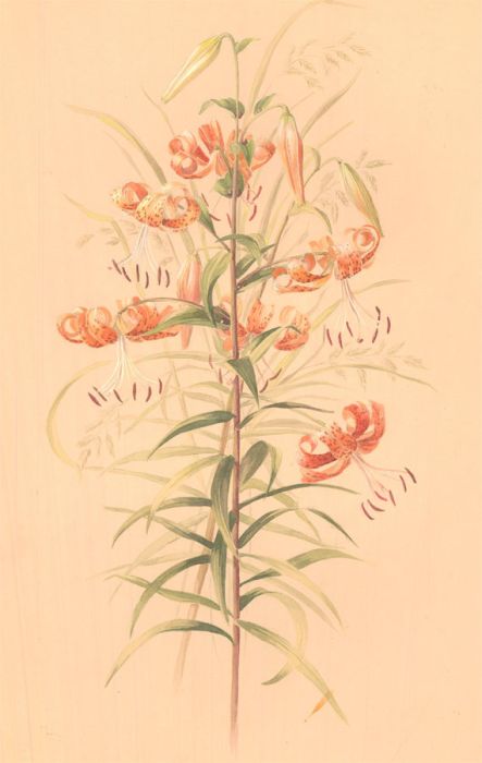 Helen Haynes - Mid 20th Century Watercolour, Ornamental Grasses & Orange Lilies