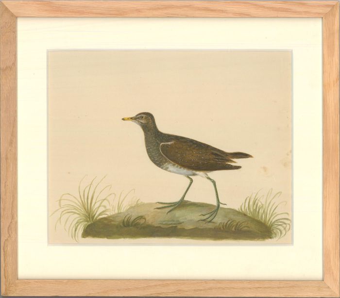 19th Century Watercolour - Green Sandpiper