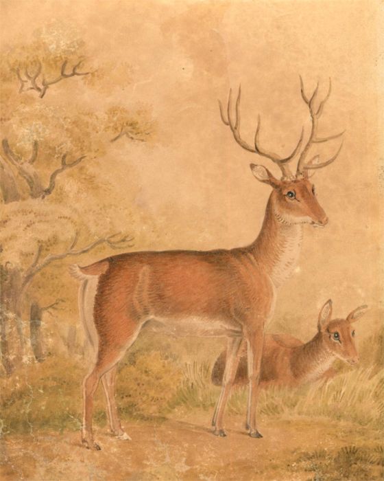 Late 19th Century Watercolour - Young Deer