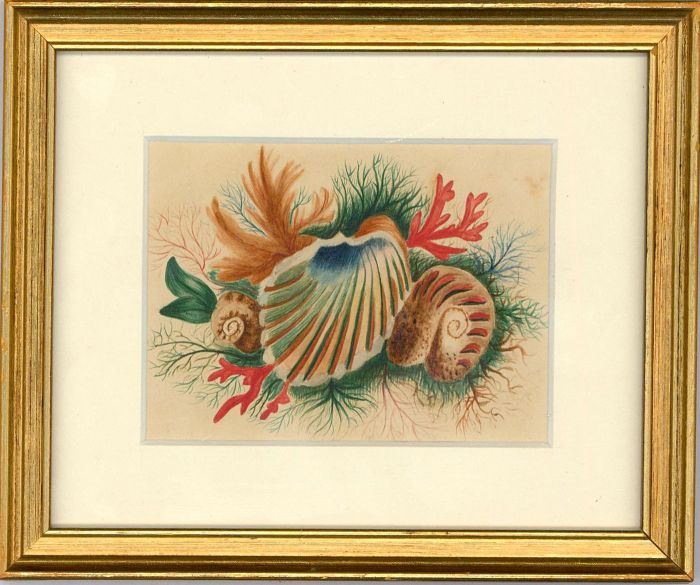 Framed Mid 19th Century Watercolour - Animals of the Sea