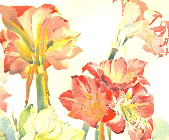 20th Century Watercolour - Amaryllis