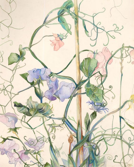 1985 Watercolour - Sweet Peas
