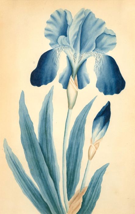 Early 20th Century Watercolour - Iris