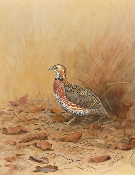 Graeme Arnott (b.1941) - 20th Century Watercolour, Harlequin Quail