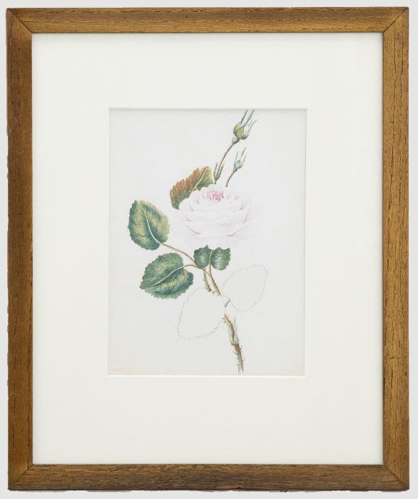 Framed 19th Century Watercolour - English Rose