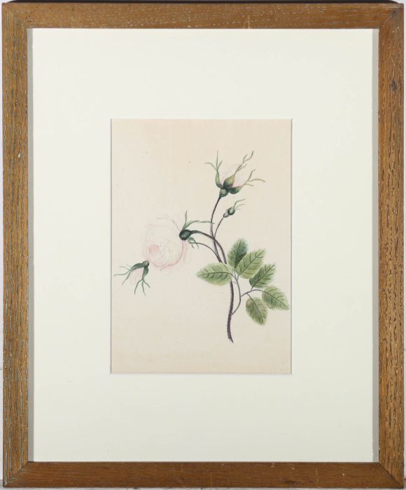 Framed 19th Century Watercolour - English Rose