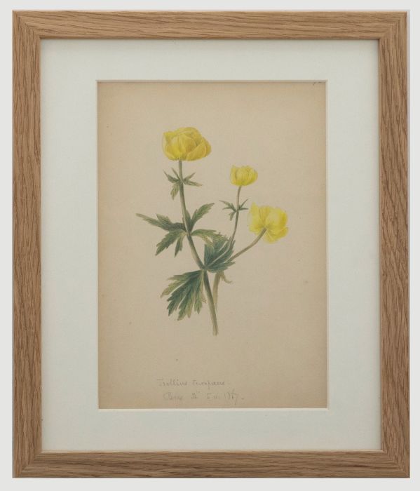 English School 19th Century Watercolour - Trollius Europaeus