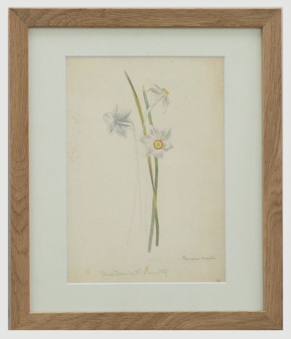 English School 19th Century Watercolour - Poet's Daffodil