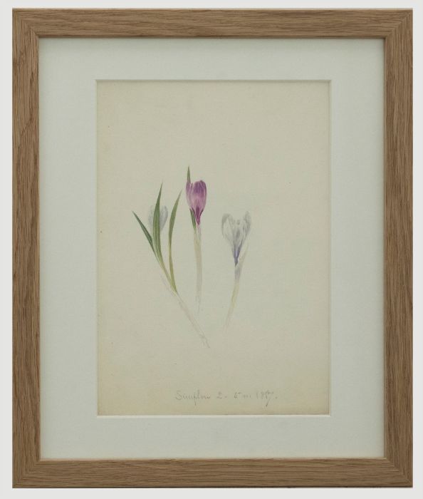 English School 19th Century Watercolour - Crocus Flowers