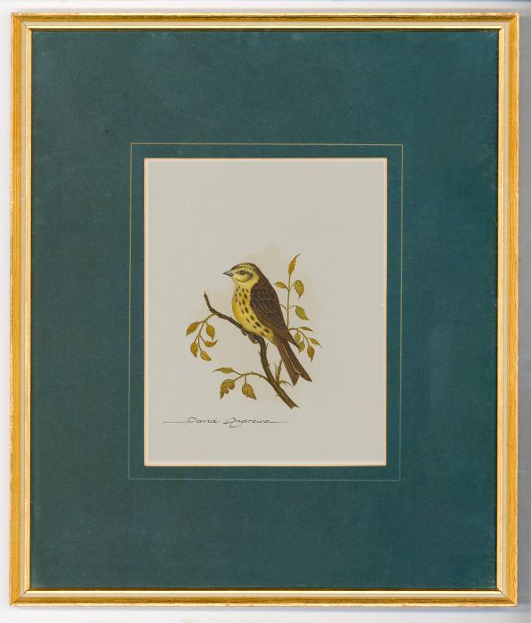 David Andrews (b.1938) - Framed 20th Century Watercolour, Yellow Hammer