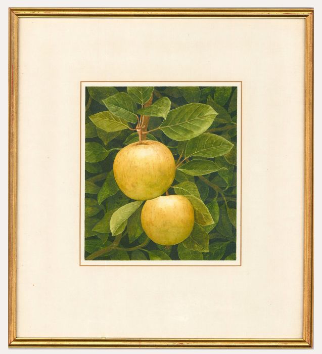 Nigel Ashcroft (b.1951) - 1986 Watercolour, Autumn Fruit Apples