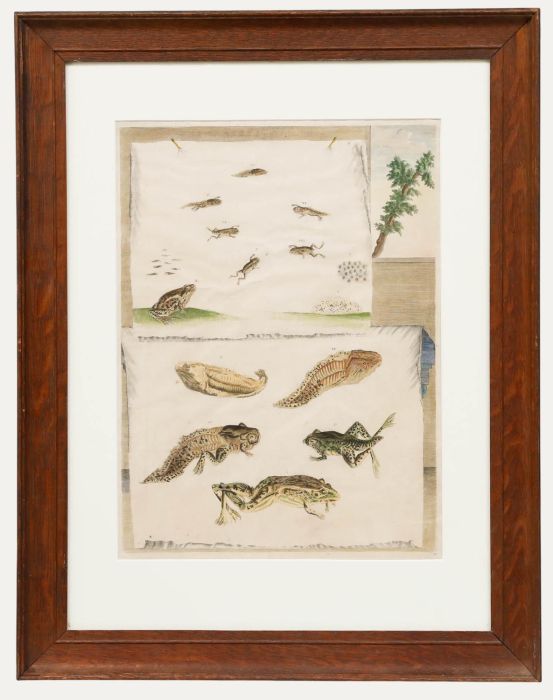 Maria Sibylla Merian (1647-1717) - Framed 18th Century Engraving, Metamorphosis