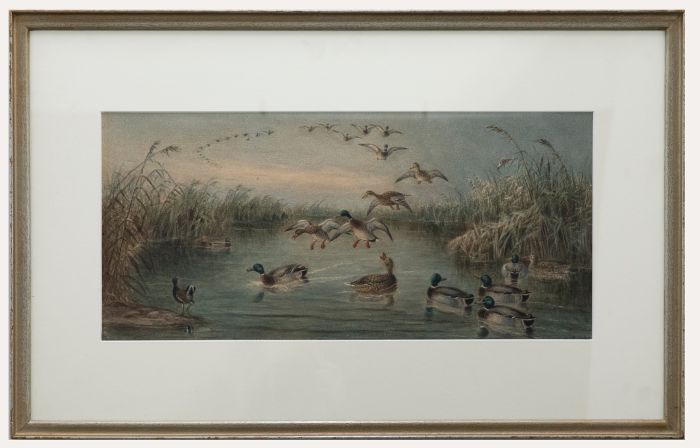 Edward Neale (1833-1904) - Framed 1884 Watercolour, Mallard at Kingsclear