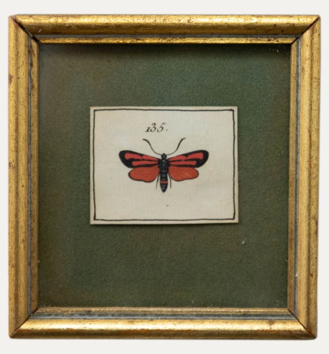 Pair of Miniature Mid 20th Century Watercolours - Day Moths