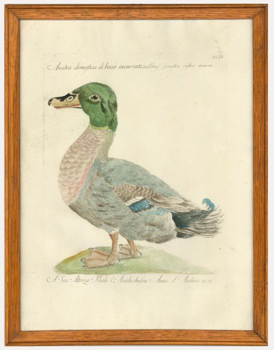 Saverio Manetti (1723-1785) - 19th Century Restrike Etching, A Domestic Duck