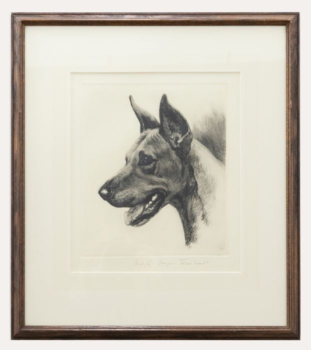 Kurt Meyer-Eberhardt (1895-1977) - Framed Etching, Study of a Great Dane