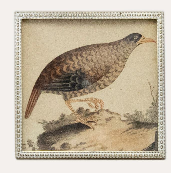 19th Century Etching - Rallus Linearis