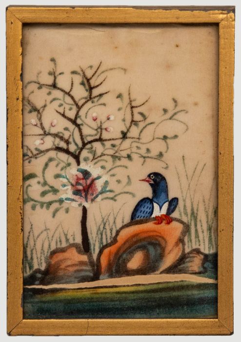 Mininature 19th Century Watercolour - Blue Pigeon