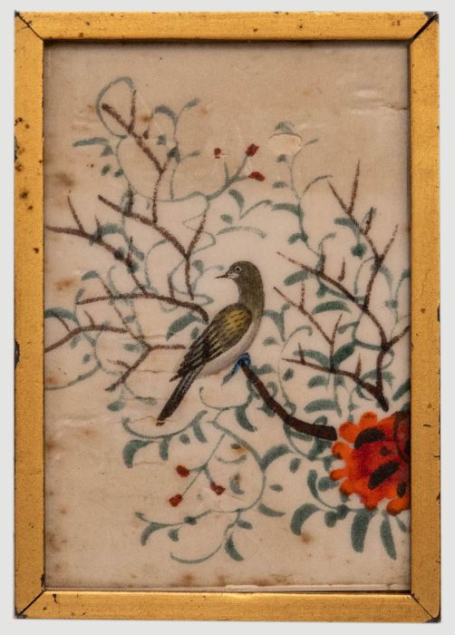 Miniature 19th Century Watercolour - Exotic Yellow-Winged Bird